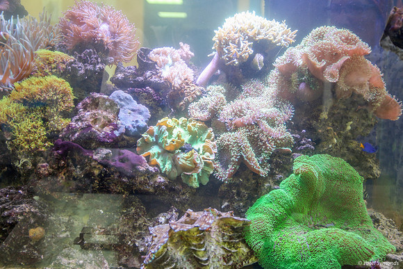 Aquarium 1