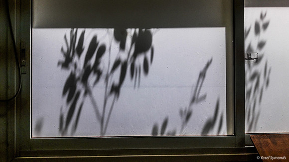 Green Leaves Against Window 170712-5
