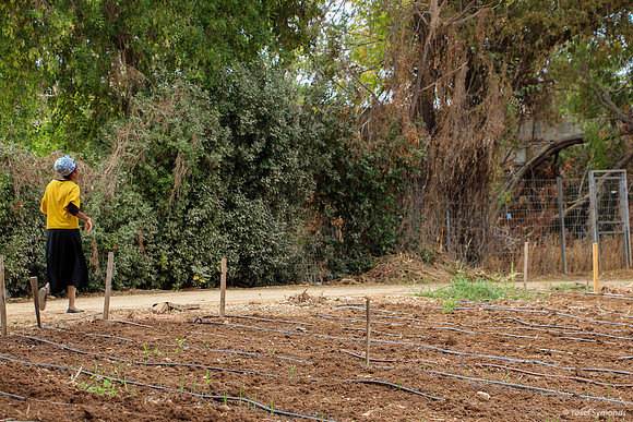 A walking path in the Beta Israel Village