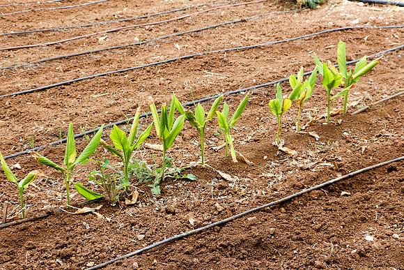 Corn buds sprouting in Beta Israel Village