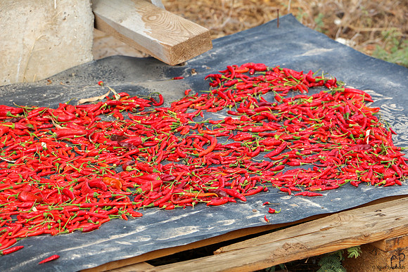 Drying hot Sudanese chili peppers grown by the farmers in Beta Israel Village