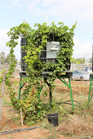Innovative experimental irrigation system for arid undeveloped areas, tested in Beta Israel Village