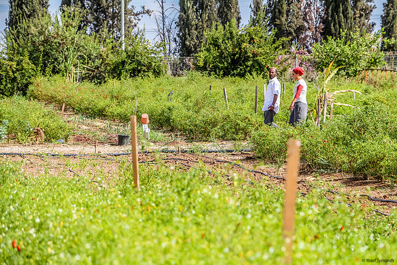 Agricultural plots