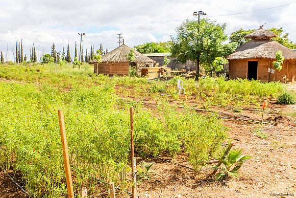 Agricultural plots with Gojo houses in the background