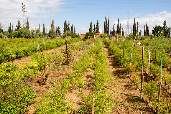 Farmland in Beta Israel Village