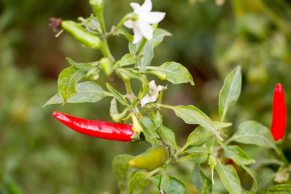 Chili peppers with their flowers