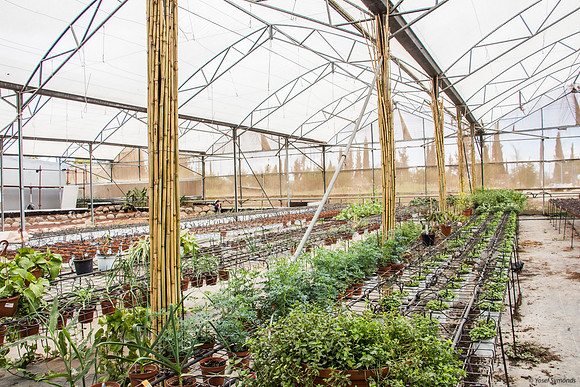 Interior of the greenhouse