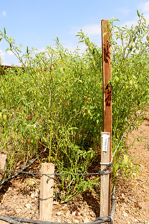 Chili Pepper Grove