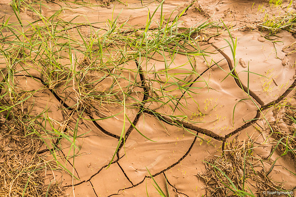 Green Life from Parched Earth 221206-1