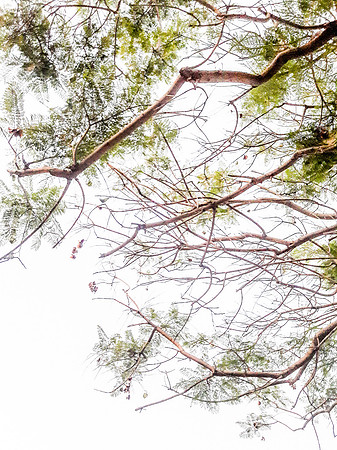 Colder Season Jacaranda Tree Abstract 191107-2
