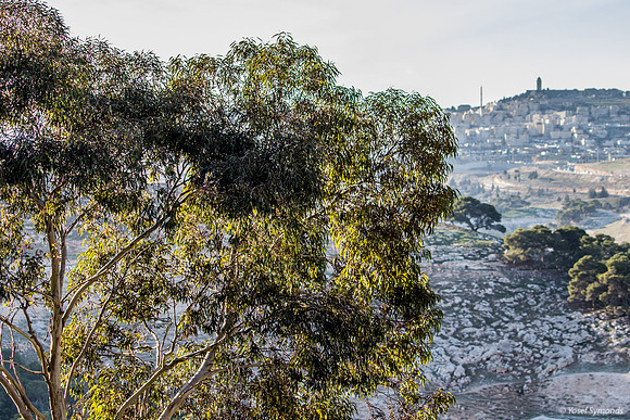 Eucalyptus Tree with Jerusalem in Background 23011-1