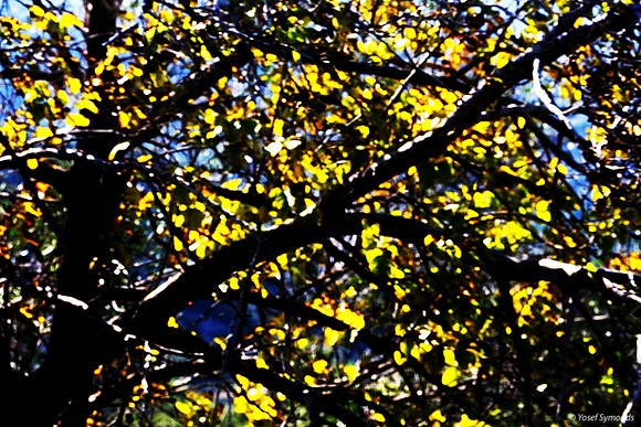 Winter Tree Abstract