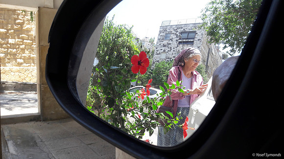 Red Hibiscus -  Gaza Street Jerusalem 5