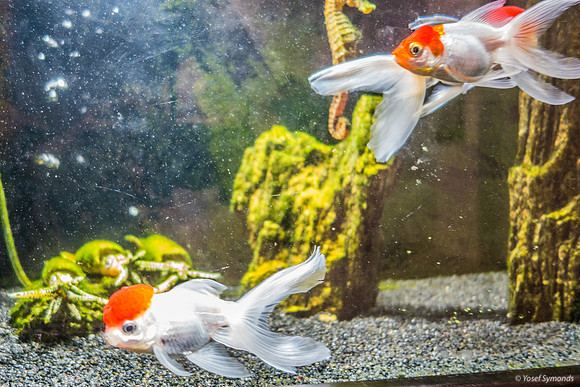 Red Heads at Museum 220811-2
