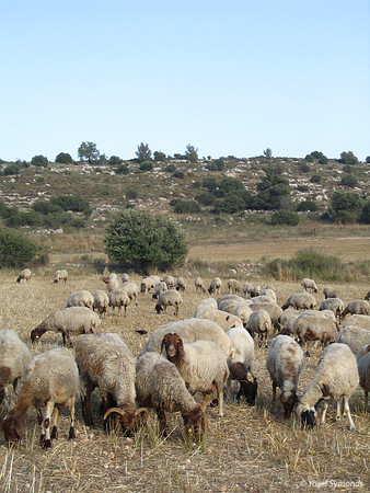 SheepBirth60519 040