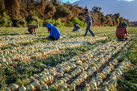 151206-OnionFarming_Eilat-9999_20-2