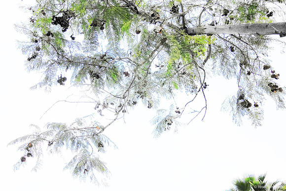 Jacaranda Abstract 121225-4