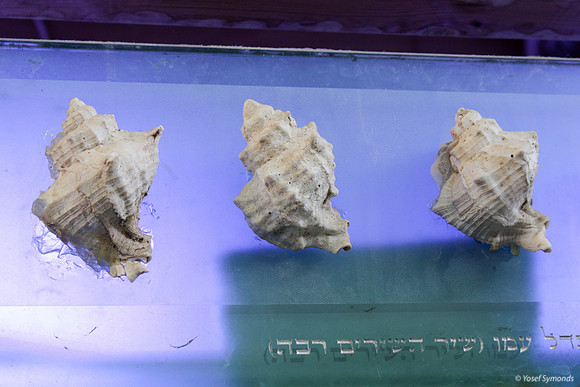 Murex Trunculus Snail Shells 1