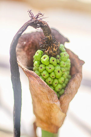 170414-CactusGarden-9999_35-2