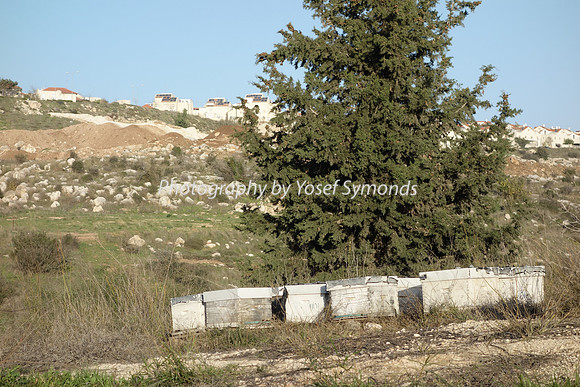 Mishkafayim 2013 Q1 Development 02089 Beehives