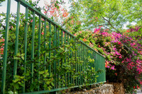Fence and Flowers 140613-1
