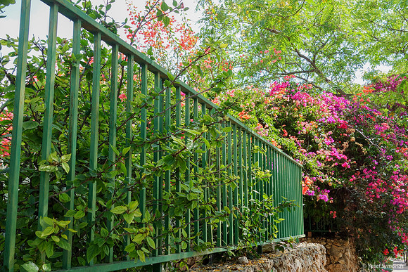 Fence and Flowers 140613-1