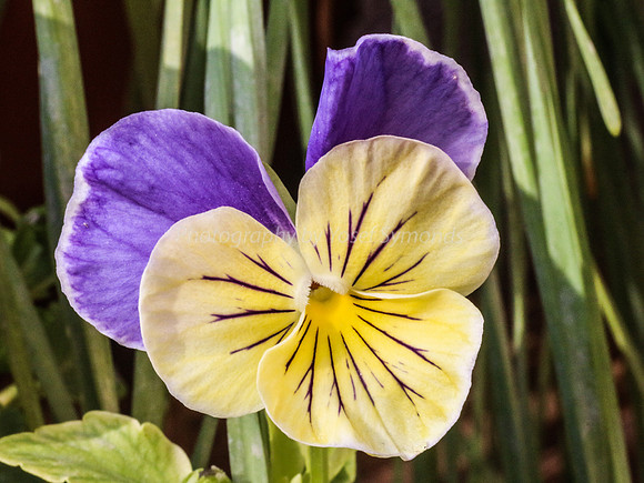 Pansy 170416-6