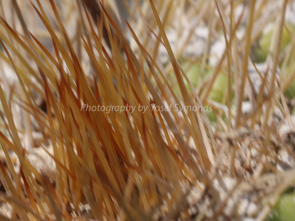 170414-CactusGarden-9999_19-2