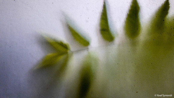 Green Leaves Against Window 170712-1