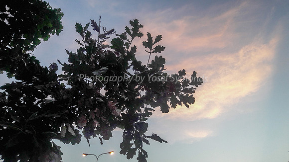 Hayarkon Street at Sundown 2