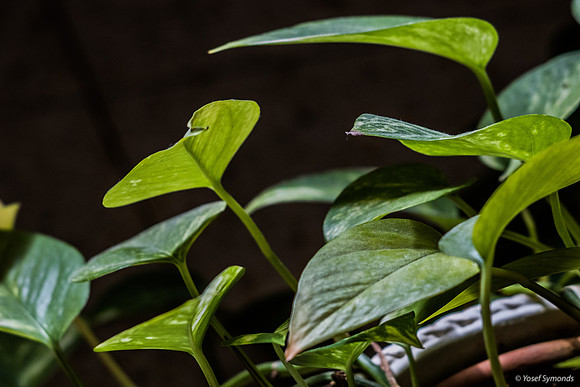 Anthurium Plant 190914-1