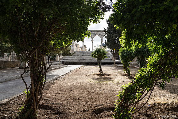 Sunlight Through Trees and Platform Archway in Background 210617-1