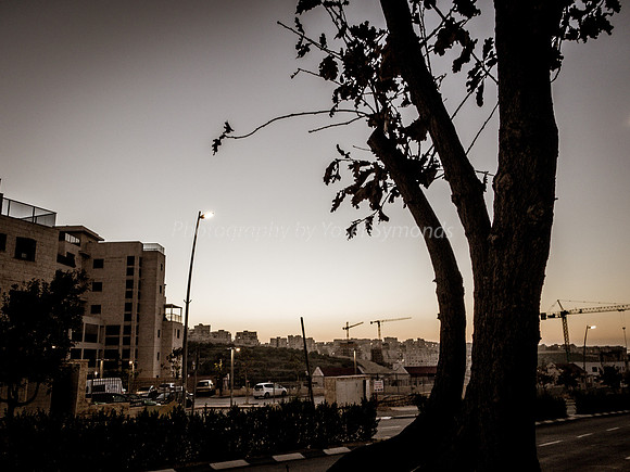 Tree on Hayarkon 181218-2