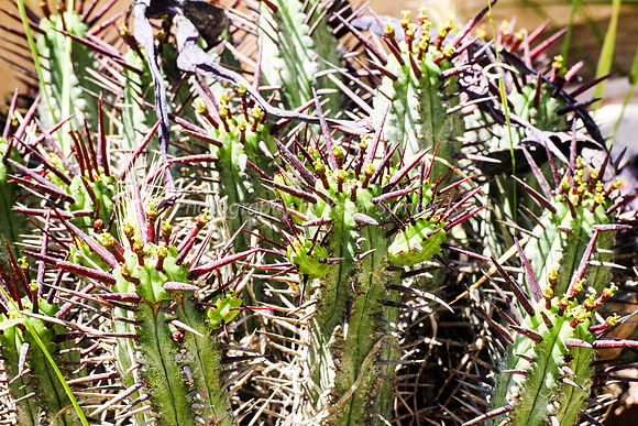 170414-CactusGarden-9999_44-2