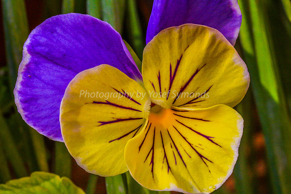 Pansy 170416-7