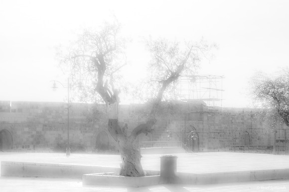 07 Lone Olive Tree 190313-1