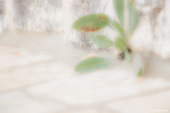 15 Plant  Growth at Base of Wall 190113-2