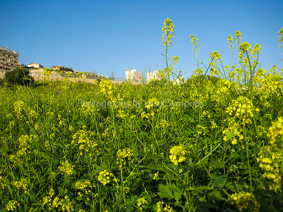 Yellow Flowers in Yarmut Valley 2014-3