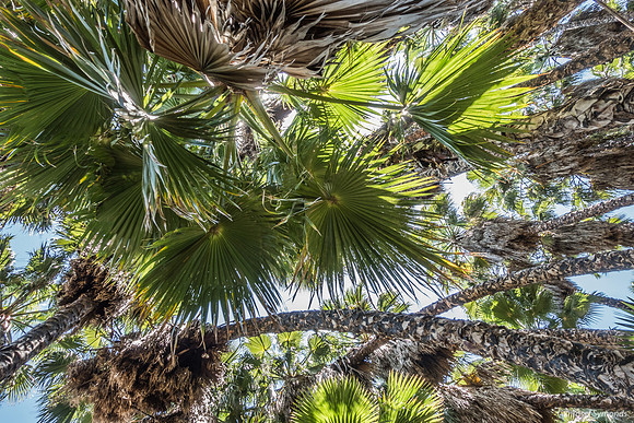 Washington Palm Grove 240516-1