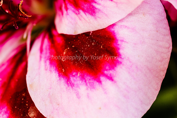 170414-CactusGarden-9999_51-2