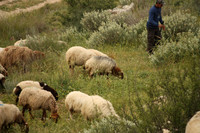 SheepFlockRBS_7682