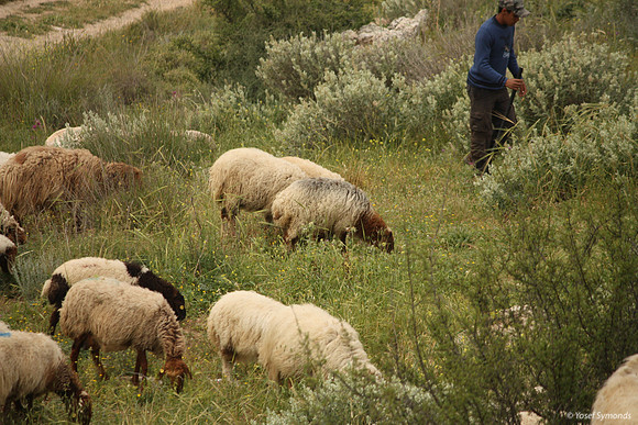SheepFlockRBS_7682