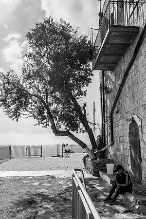 Tree at Side of Tomb Complex 221107-2