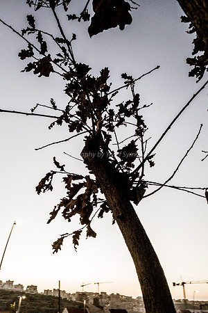 Tree on Hayarkon 181218-4