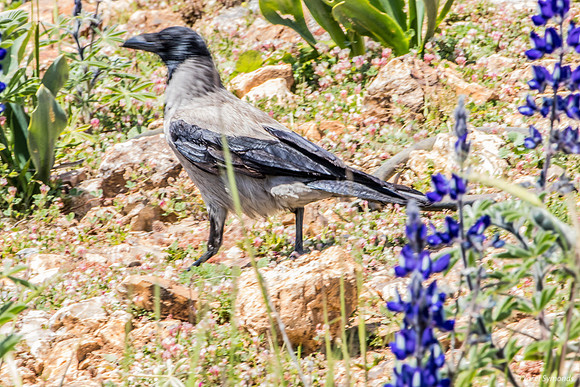 Crow Prowling Amongst the Lupins 220328-4