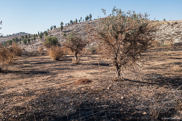 Olive Grove Torched 210621-1