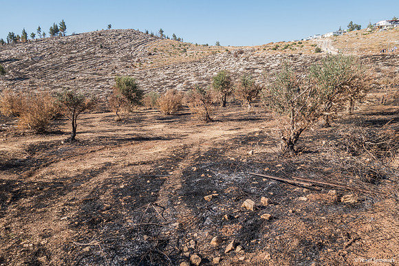 Olive Grove Torched 210621-2