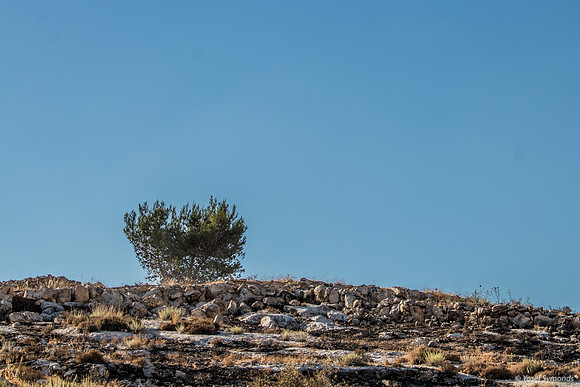 Tree On the Hill 210621-1