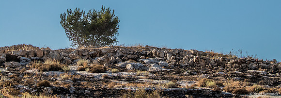 Tree On the Hill 210621-2