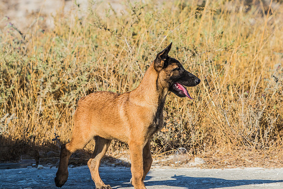 Alert Canaan Pup on Site 210621-1